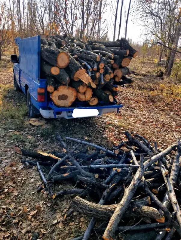 خرید چوب در باغات به قیمت بالا|خدمات باغبانی و درختکاری|نوشین شهر, |دیوار