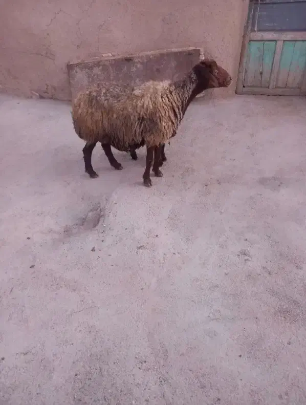 گوسفند با بره ماده|حیوانات مزرعه|سنقر, |دیوار