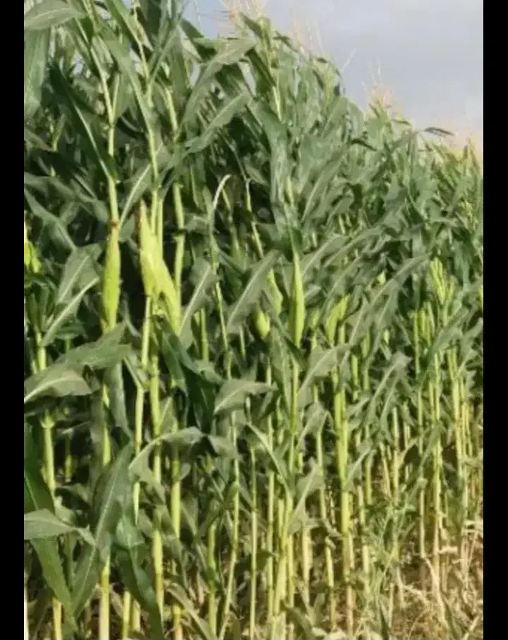 فروش ۳۰تن ذرت علوفه ای آماده بسته بندی|حیوانات مزرعه|زرین دشت (همدان), |دیوار