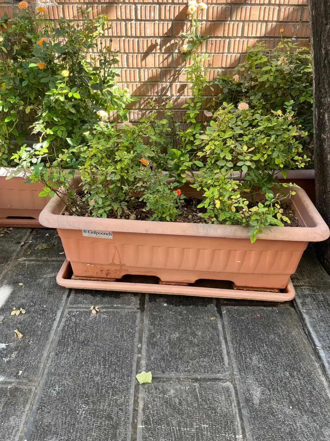 فلاورباکس بزرگ|گل و گیاه طبیعی|تهران, قلهک|دیوار