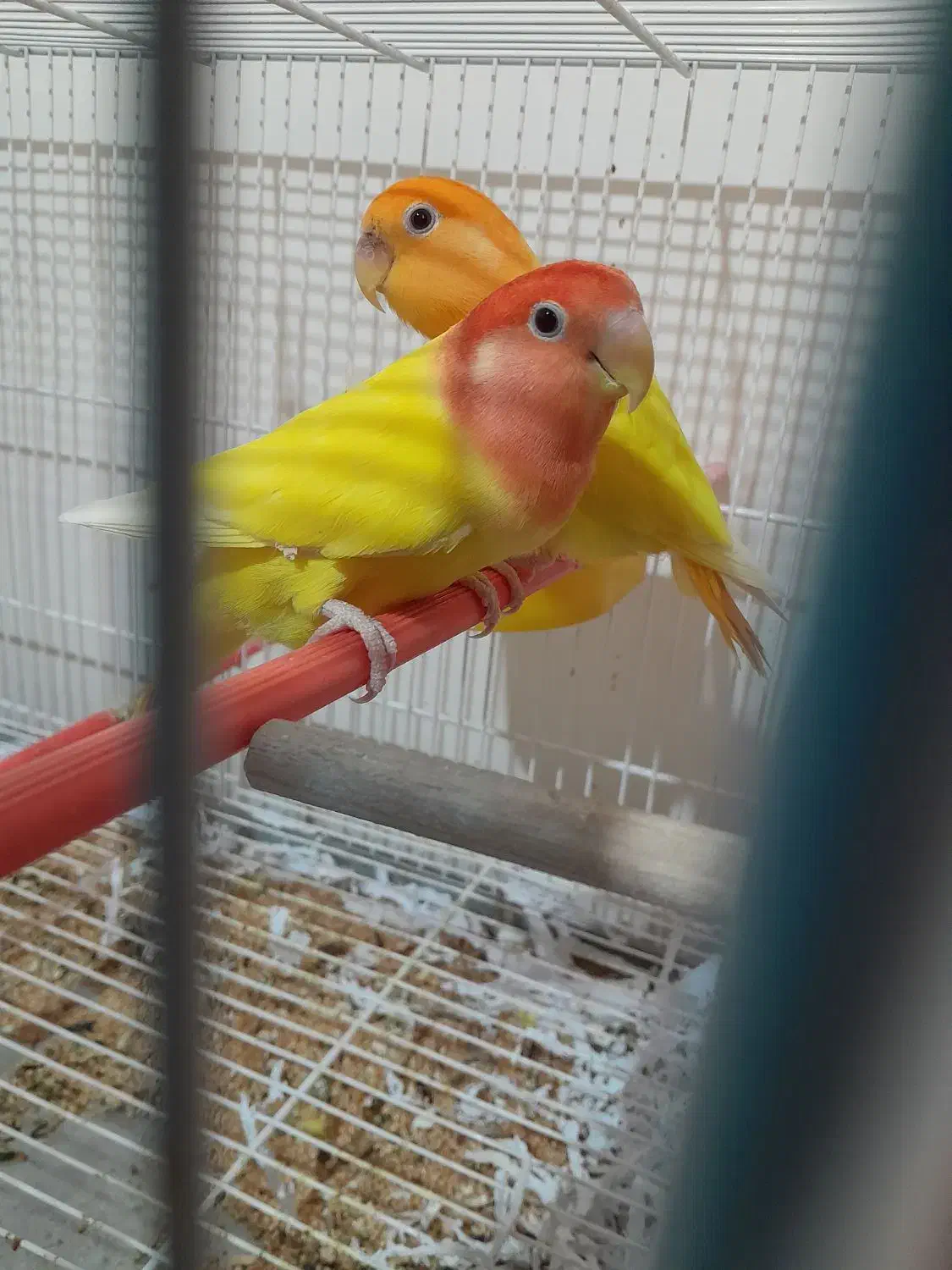 جوجه اوپال کمیاب چشم شرابی|پرنده|نجف‌آباد, شریعتی غربی|دیوار