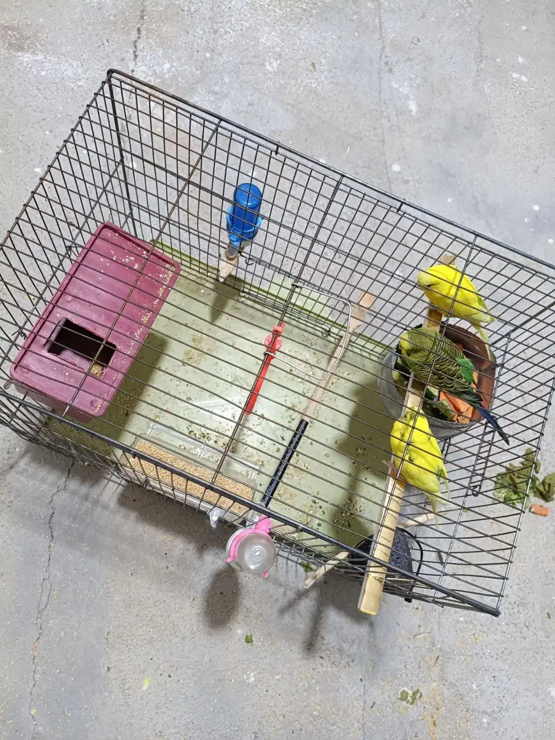 مرغ عشق|پرنده|روانسر, |دیوار