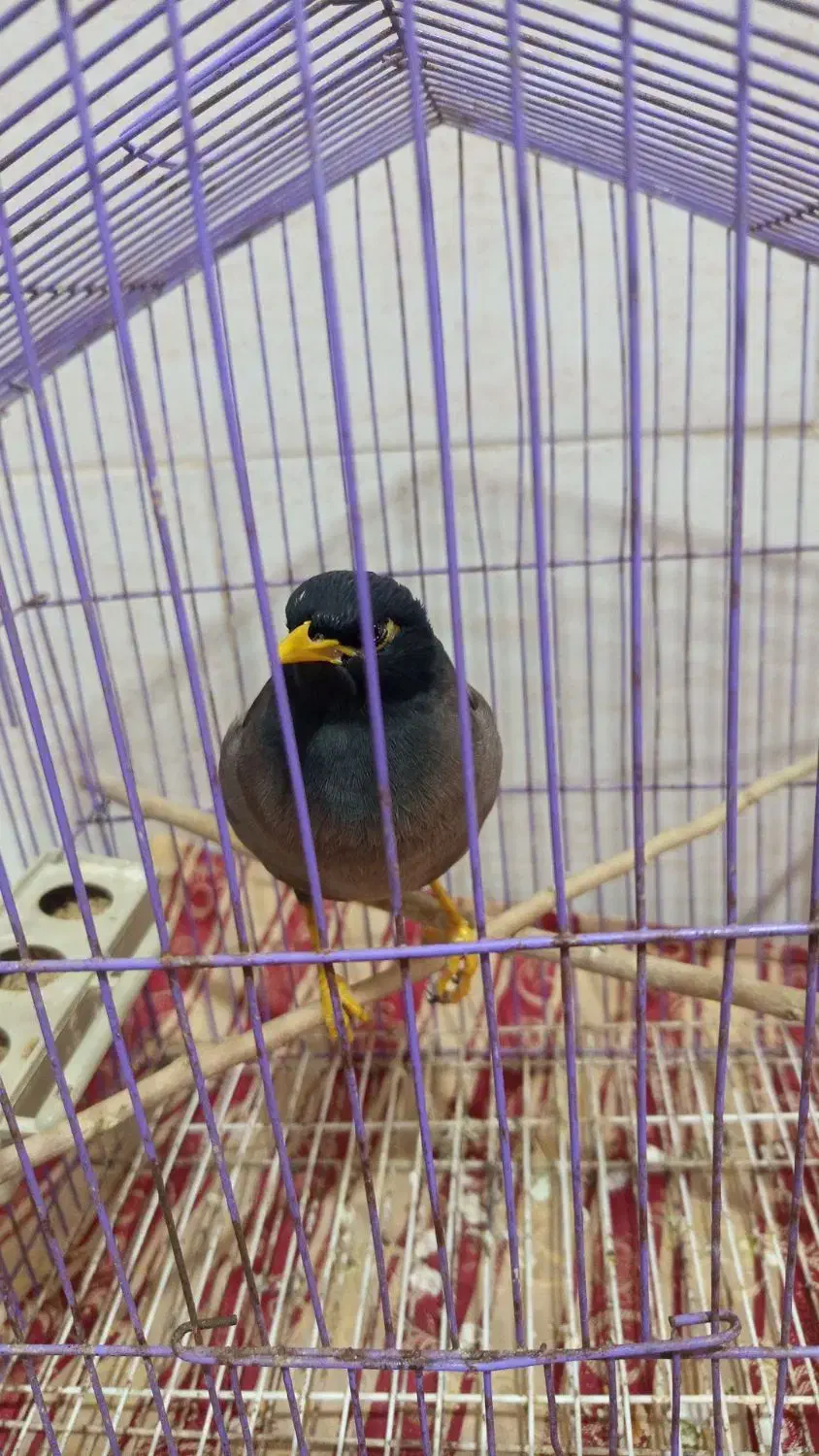 مینا سخنگو|پرنده|خان ببین, |دیوار