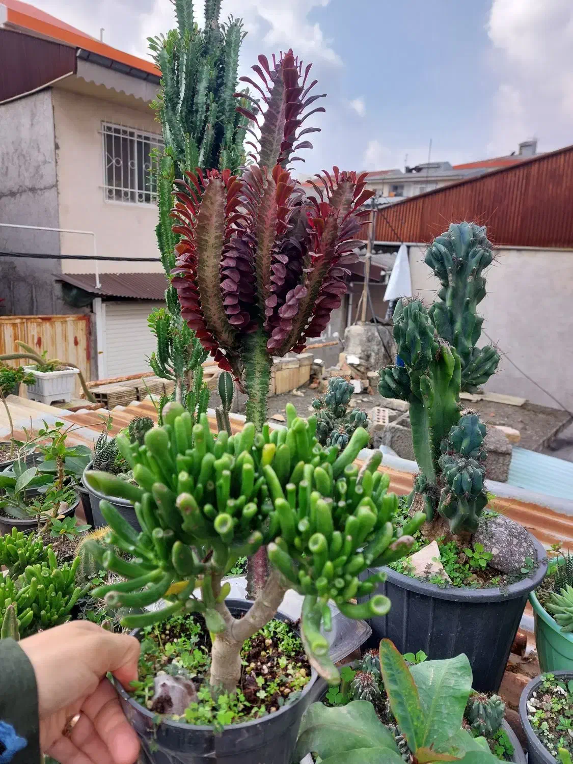 افوربیای قرمز پر شاخه|گل و گیاه طبیعی|رشت, تازه آباد|دیوار