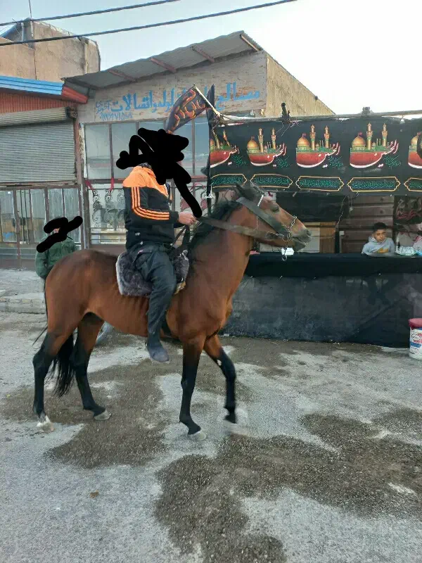 نربان جوان|اسب و تجهیزات اسب‌سواری|تاکستان, |دیوار