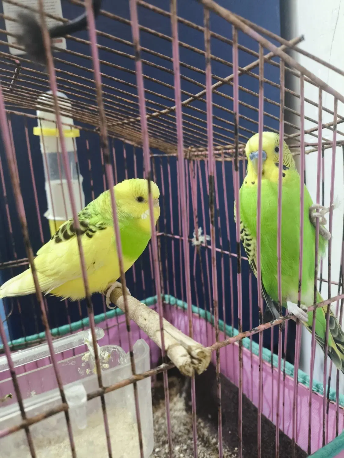 مرغ عشق|پرنده|خورموج, |دیوار