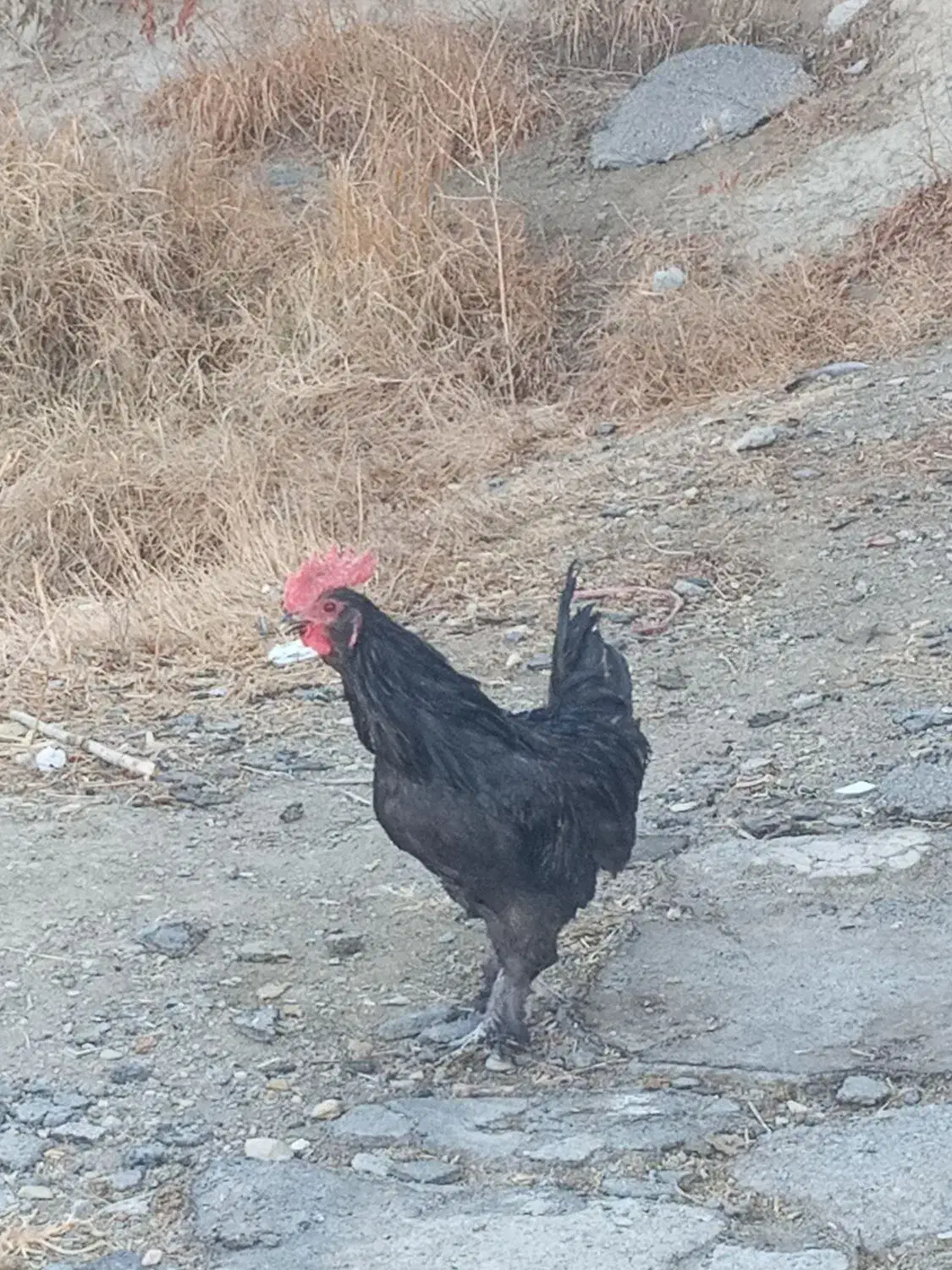 مرغ و وار سیاه دم تخم|حیوانات مزرعه|خمین, |دیوار