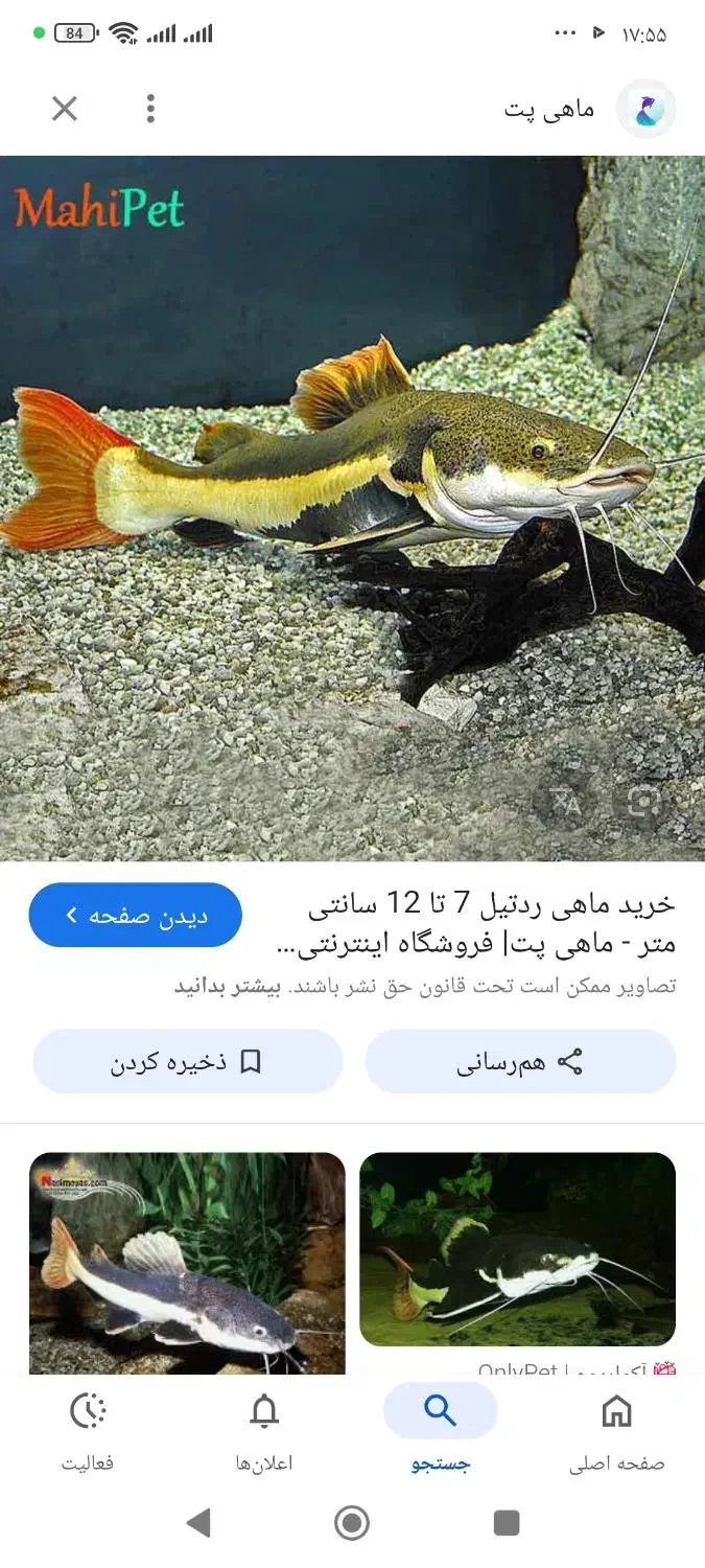 ماهی ردتیل گوشتخوار سایز بزرگ|ماهی|همدان, |دیوار