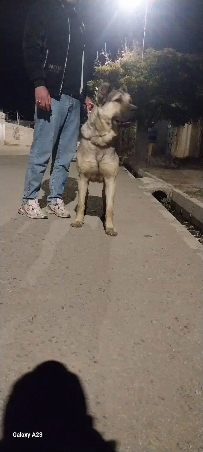 واگزاری سگ سرابی ۱۳ ماهه|سگ|اردبیل, |دیوار