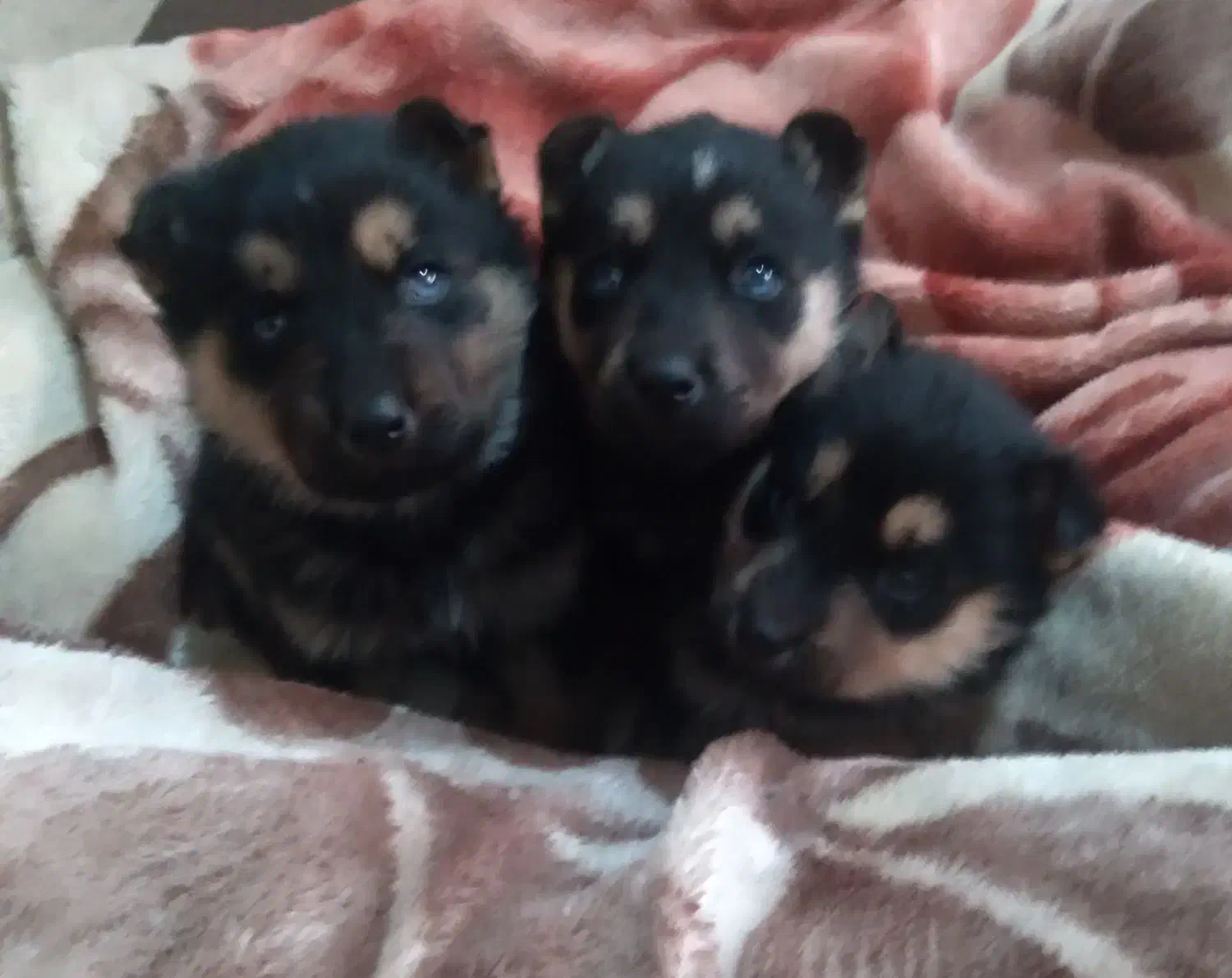 سگ فروشی|سگ|شیراز, گویم|دیوار