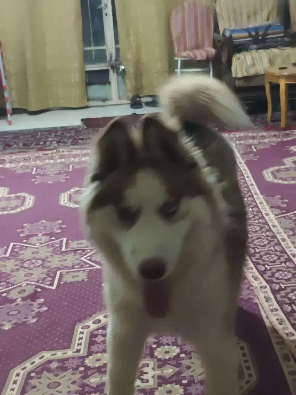 واگذاری توله هاسکی مالاموت|سگ|اصفهان, باغ زرشک|دیوار