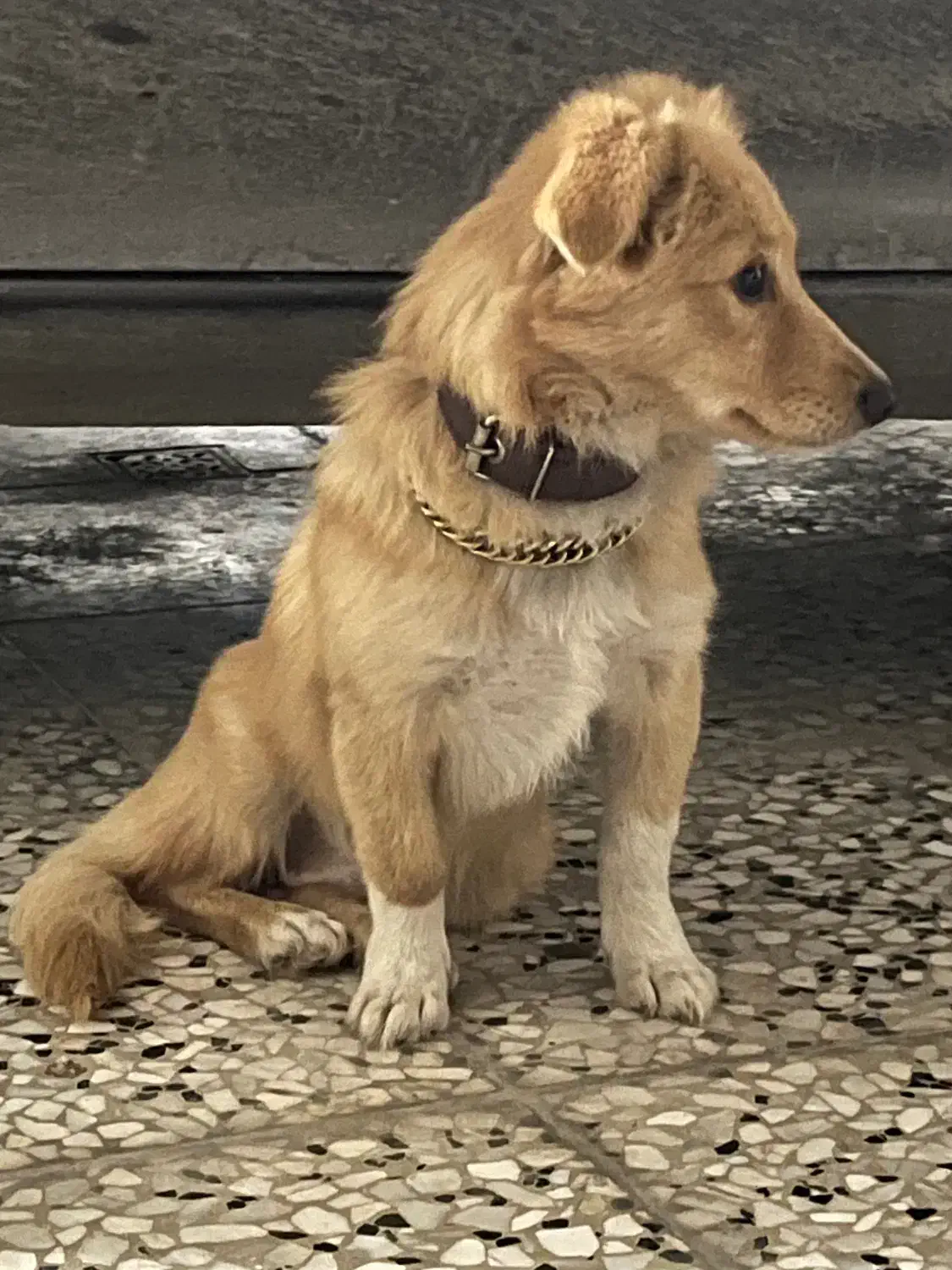 سگ پاکوتاه ماده|سگ|آکند, |دیوار