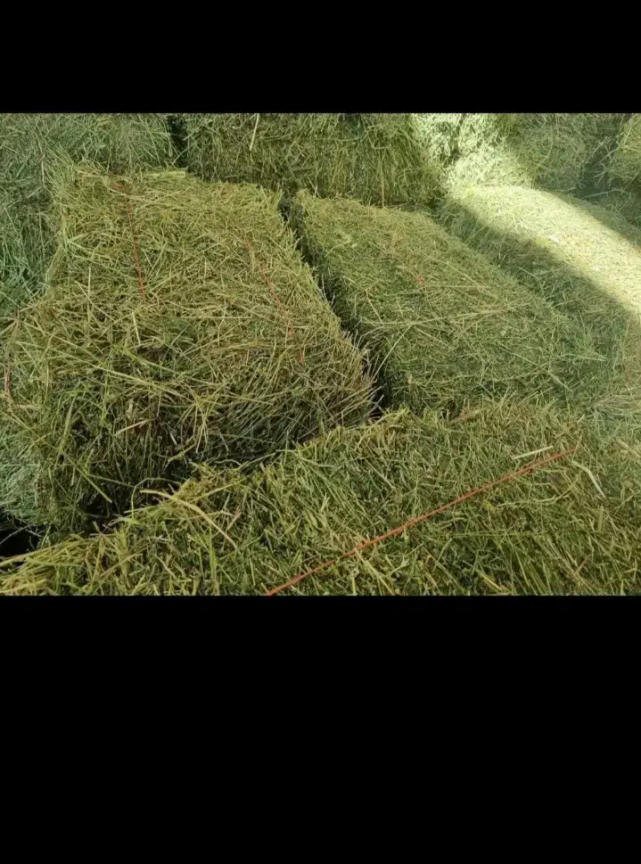 یونجه|خدمات باغبانی و درختکاری|قره چای, |دیوار