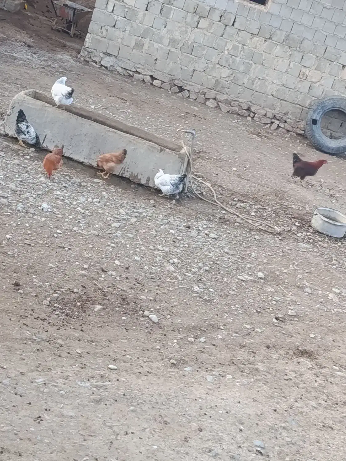 مرغ و خروس برای شب یلدا|حیوانات مزرعه|کشاورز, |دیوار