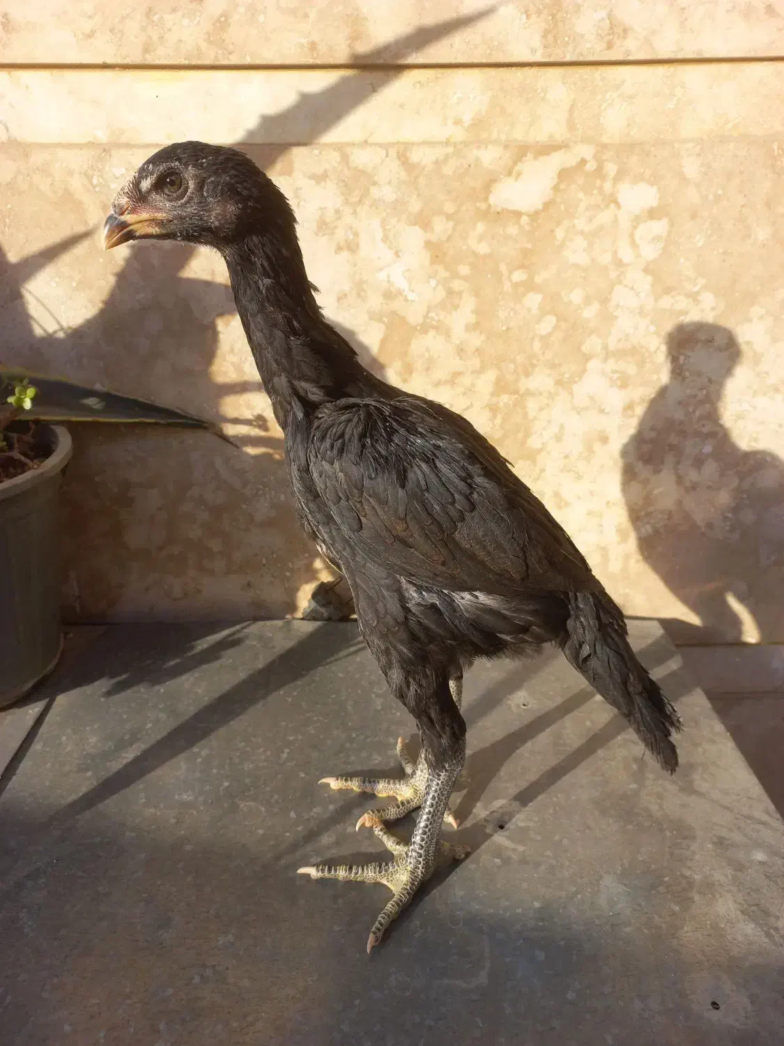 مرغ و جوجه لاری انگلیسی و هندی|حیوانات مزرعه|فردیس, شهرک ۱۱۰|دیوار