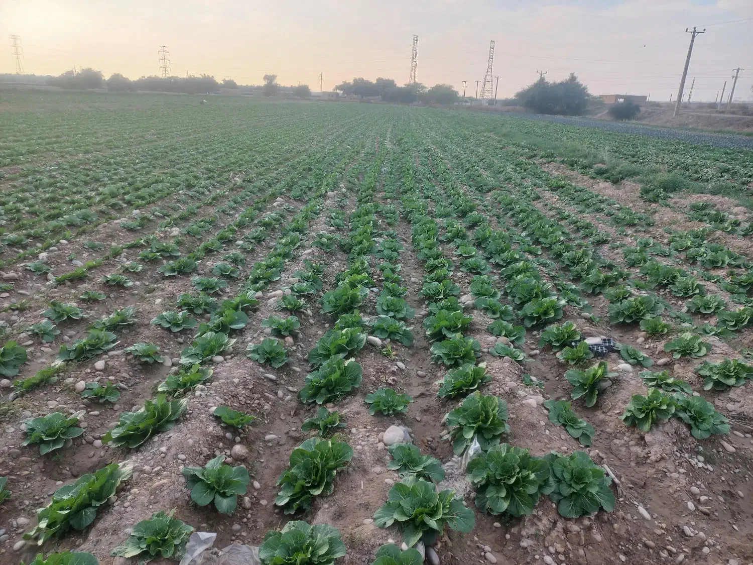 زمین خوش قواره ۲۴۸ متری|فروش زمین و ملک کلنگی|اصفهان, ارغوانیه|دیوار