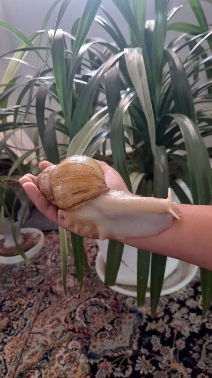 حلزون|خزنده|یزد, |دیوار