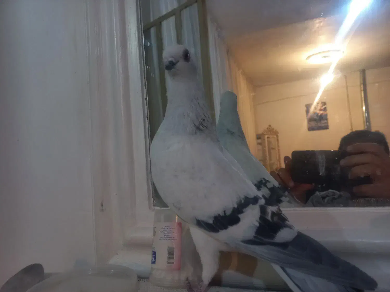 سه عدد شامی نره یکه بهترین نژاد|پرنده|چگنی, |دیوار