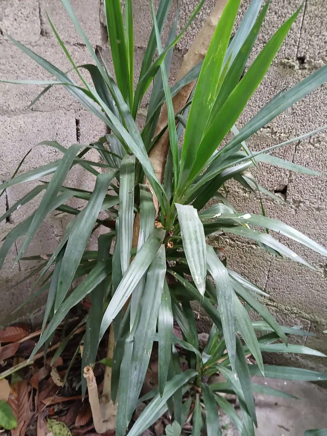 گل یوگا|گل و گیاه طبیعی|فومن, |دیوار