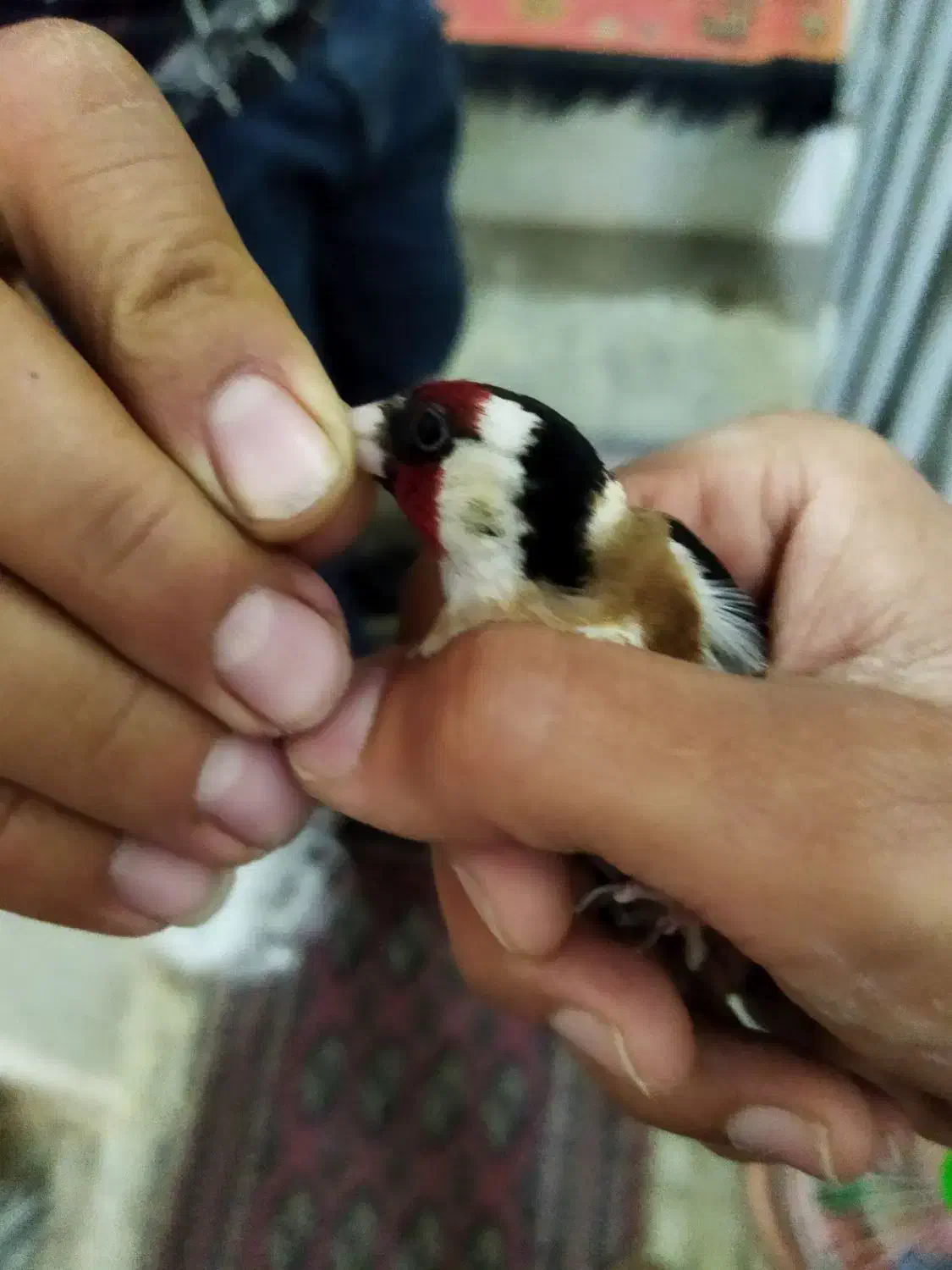 سهره|پرنده|تهران, ترمینال جنوب|دیوار