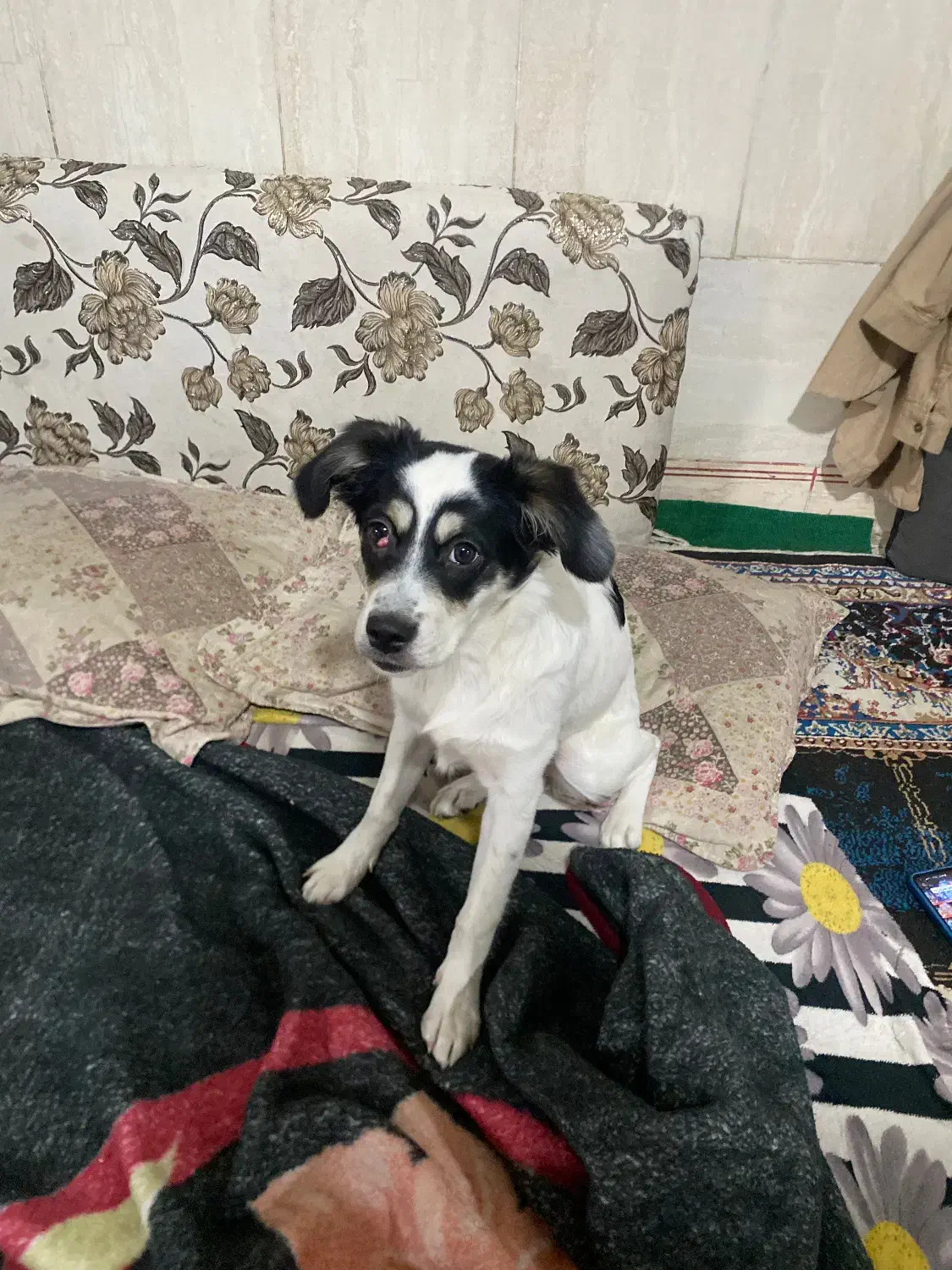 واگذاری سگ اشپیتز رایگان|سگ|مشهد, شهید بصیر|دیوار