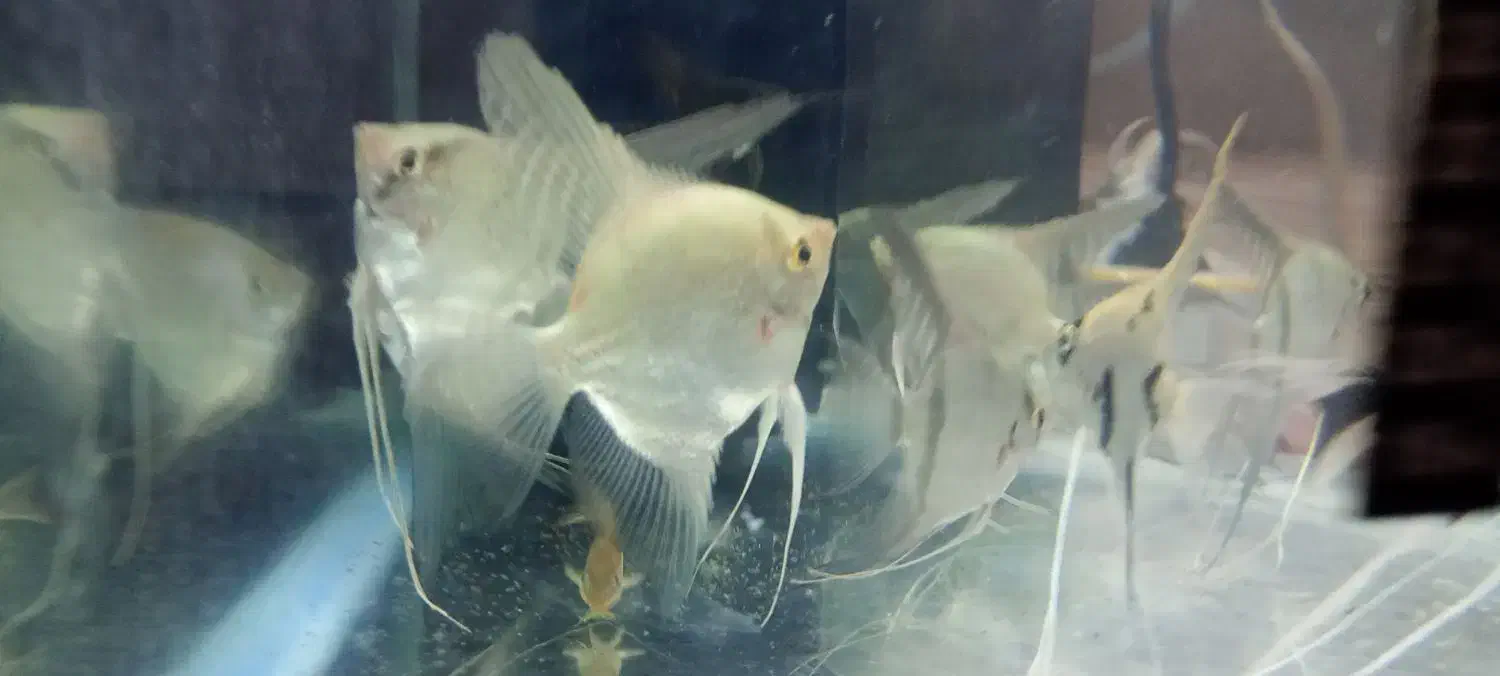 ماهی|ماهی|نیشابور, شهرک بهداری|دیوار