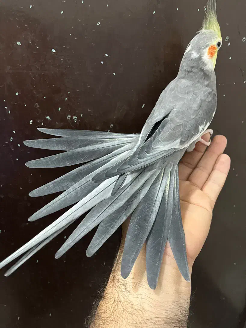 عروس هلندی نر سینامون لوتینو آلبینو بالغ|پرنده|تهران, شکوفه (عبدل آباد)|دیوار