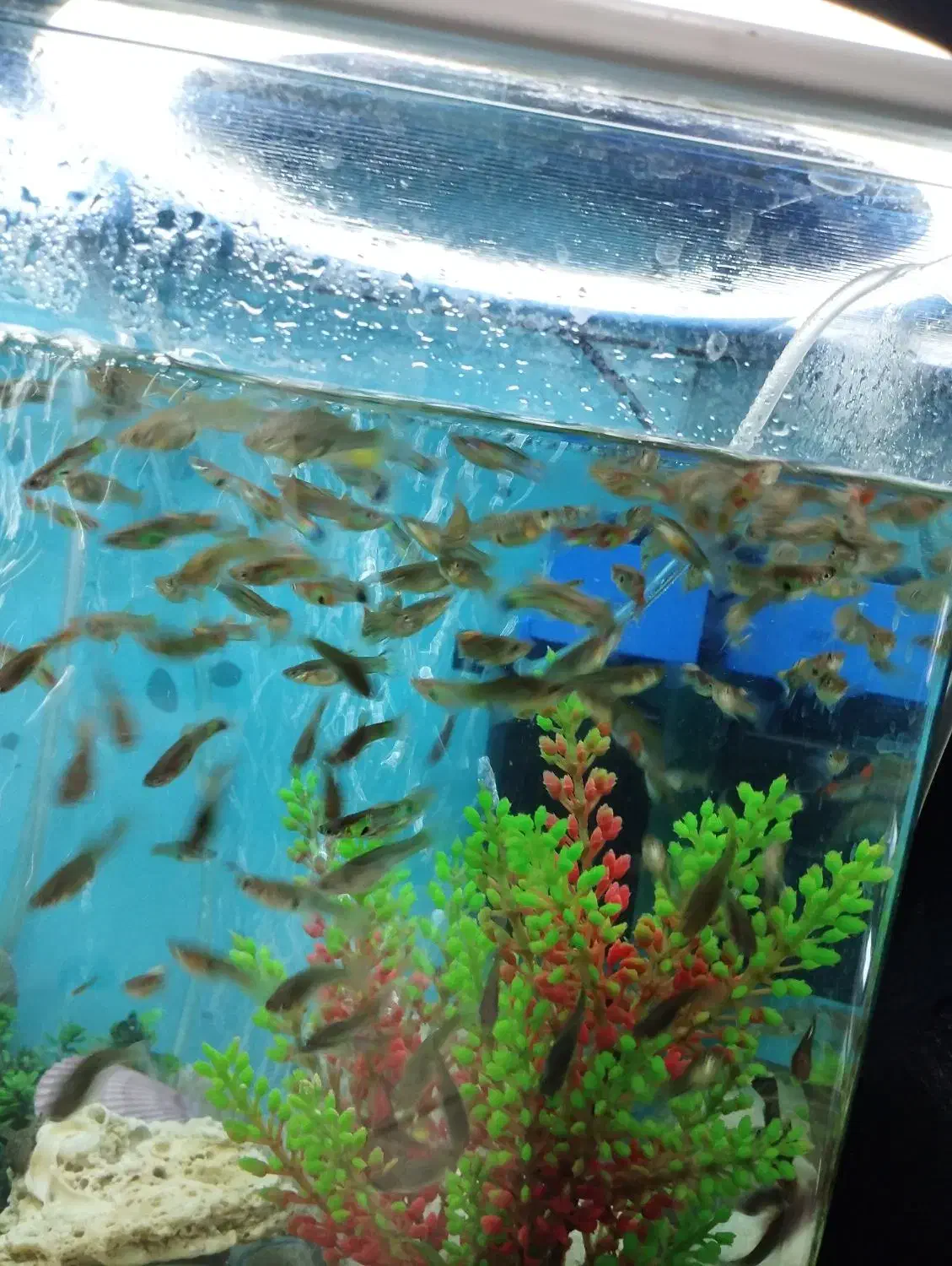 ماهی گوپی کوپی دونه ای 10 تومن|ماهی|اصفهان, دوطفلان|دیوار