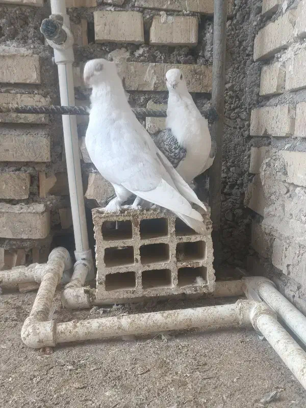 کبوتر زینتی|پرنده|شوشتر, |دیوار