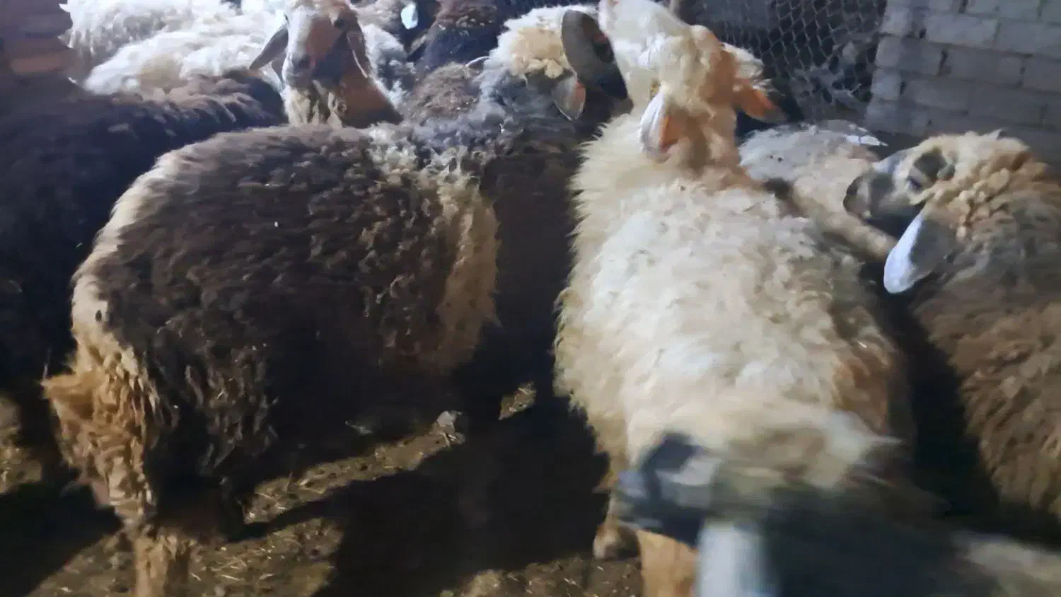 گوسفند|حیوانات مزرعه|باوی, |دیوار