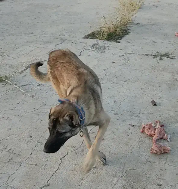 سگ سراب|سگ|سنقر, |دیوار