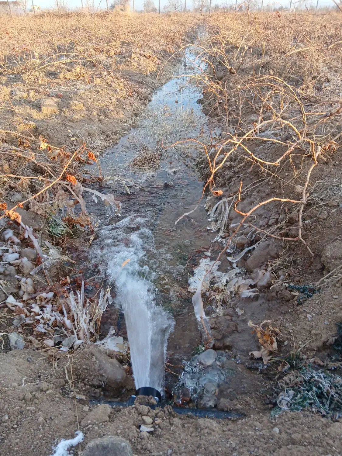 دامداری زمین کشاورزی|فروش دفتر صنعتی، کشاورزی، تجاری|محمدشهر, محمدشهر|دیوار