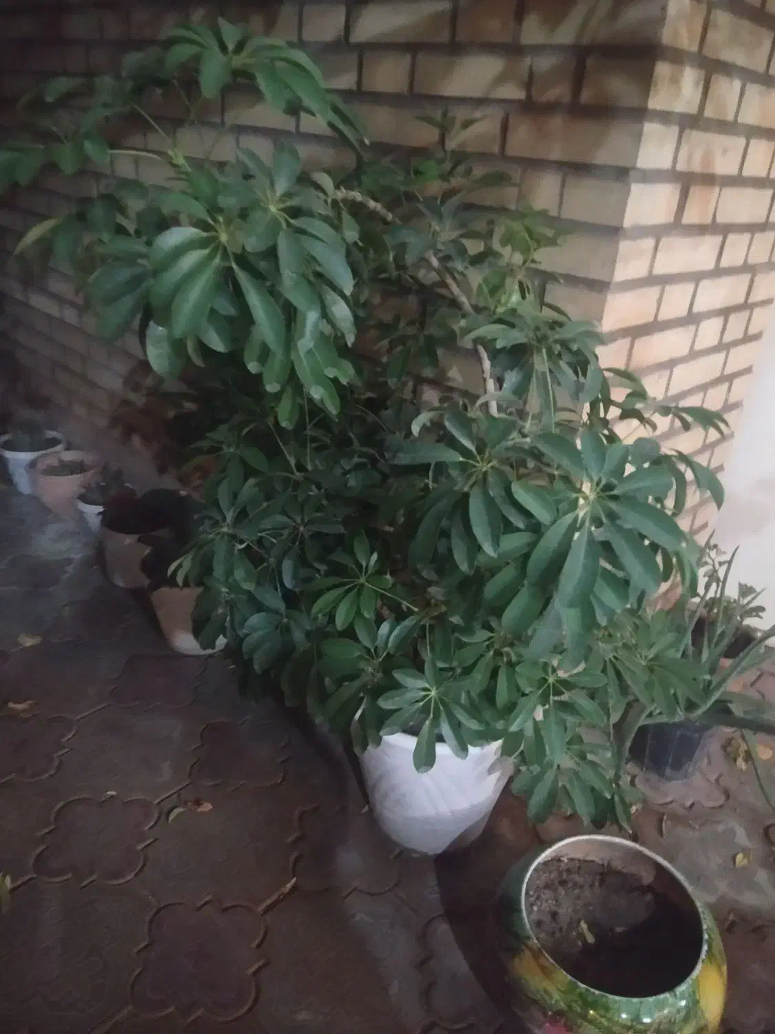 گل پنج انگشتی|گل و گیاه طبیعی|مرند, |دیوار