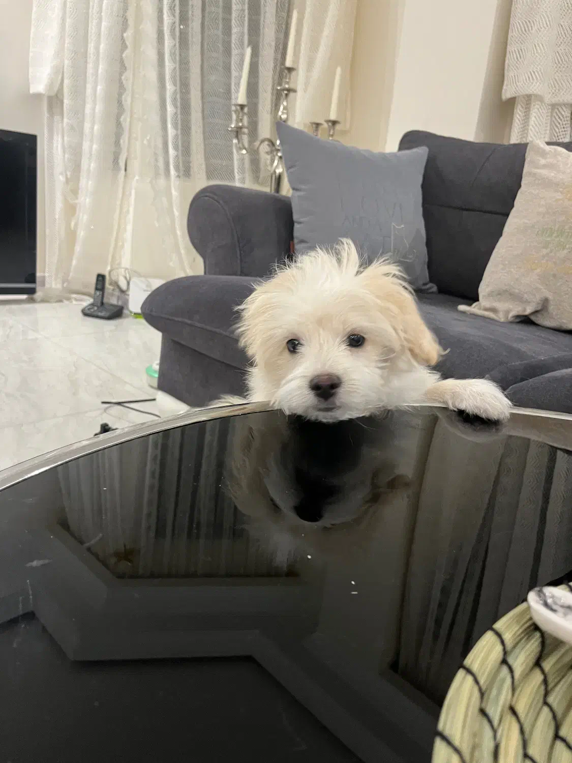 سگ پودل کراس|سگ|تهران, پاسداران|دیوار