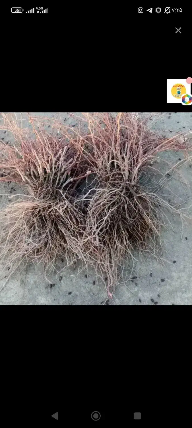 فروش نهال زودبازده با تضمین اصالت|خدمات باغبانی و درختکاری|گلستان (تهران), |دیوار