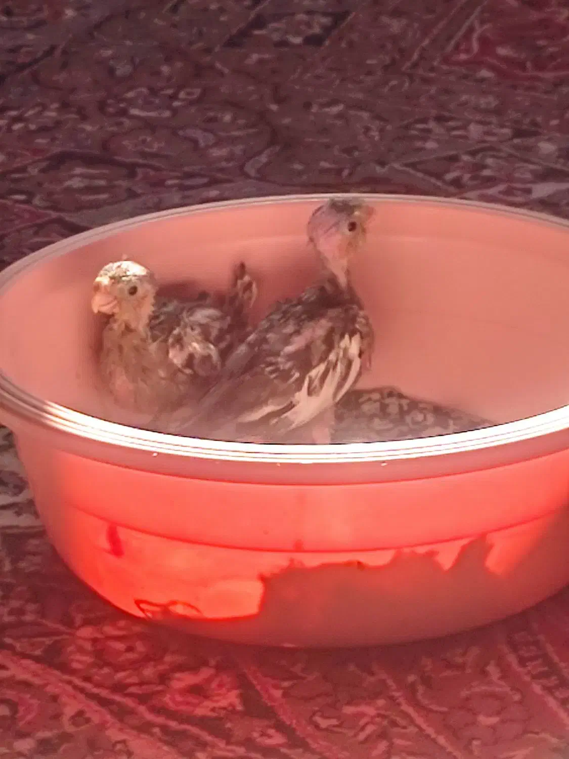 عروس هلندی|پرنده|فسا, |دیوار