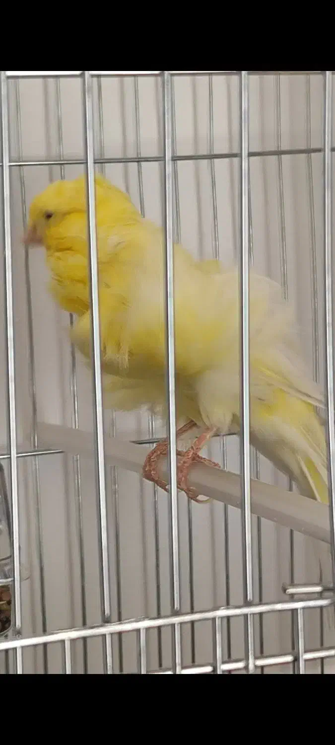 قناری فر بلند|پرنده|اسلام‌شهر, شهرک واوان|دیوار