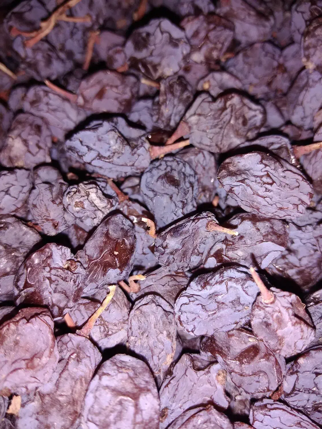 مویز درجه1 صادراتی را مستقیم از باغ دار بخر|خوردنی و آشامیدنی|شیراز, معالی‌آباد|دیوار