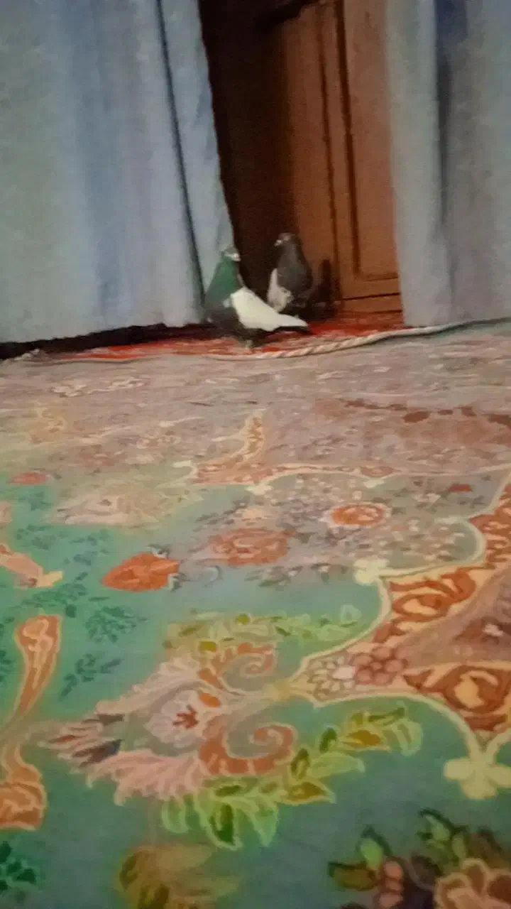 کبوتر سینه ای|پرنده|هامون, |دیوار