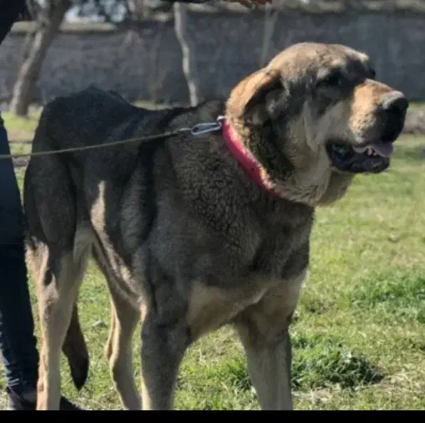 مادهپژدر|سگ|فاضل آباد, |دیوار