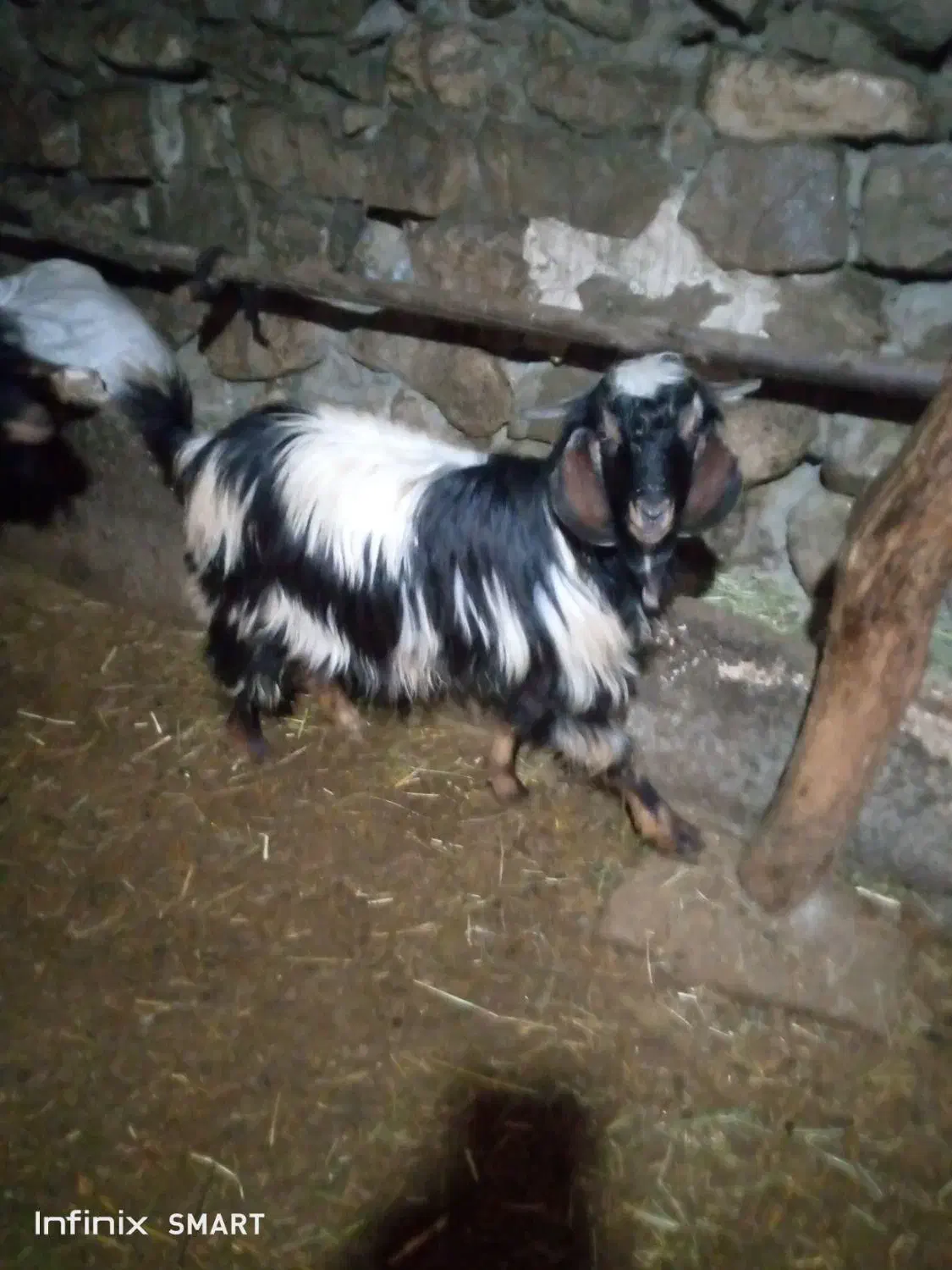 بزغاله نر|حیوانات مزرعه|چالدران, |دیوار