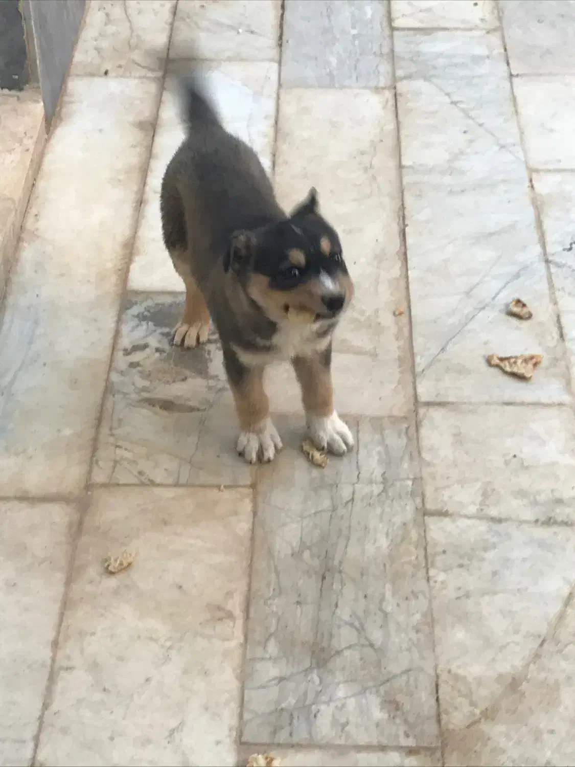 توله دو رگه ژرمن|سگ|فریدونشهر, |دیوار