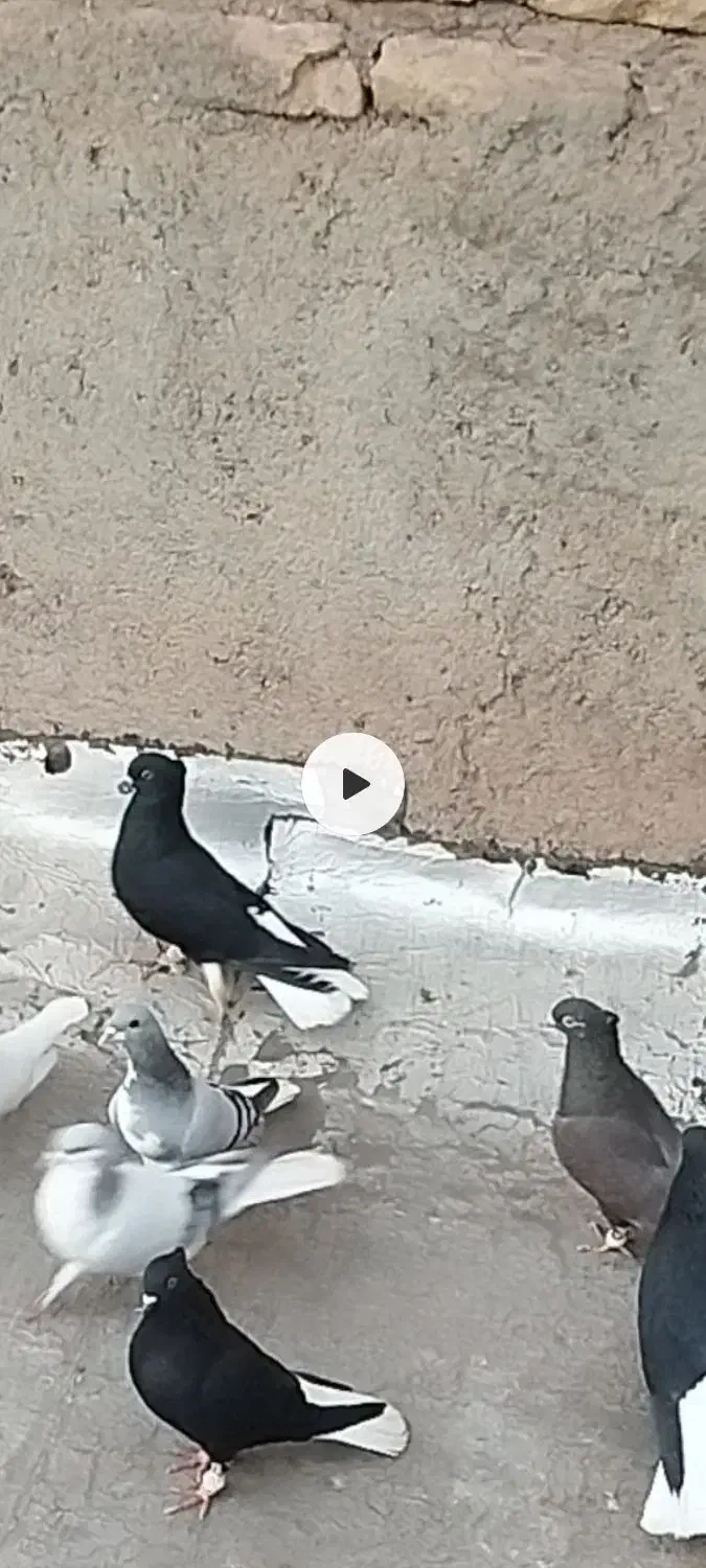 کفتر|پرنده|اقبالیه, |دیوار