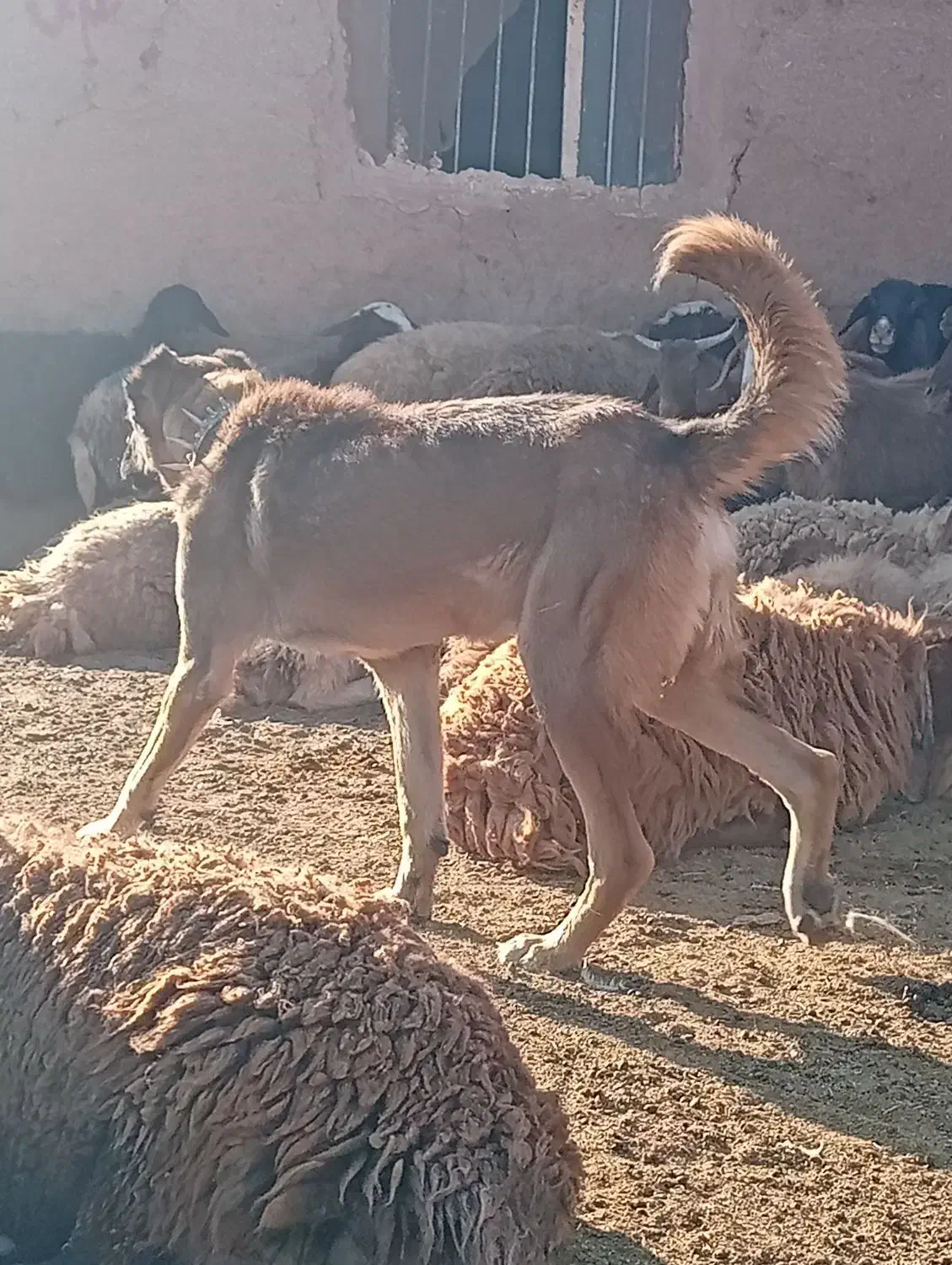 سگ گله و نگهبان|سگ|سبزوار, رباط|دیوار