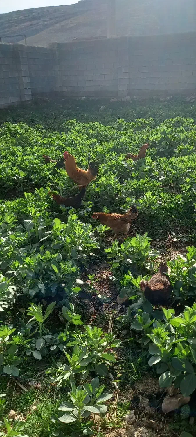 مرغ وخروس|حیوانات مزرعه|سرپل ذهاب, |دیوار