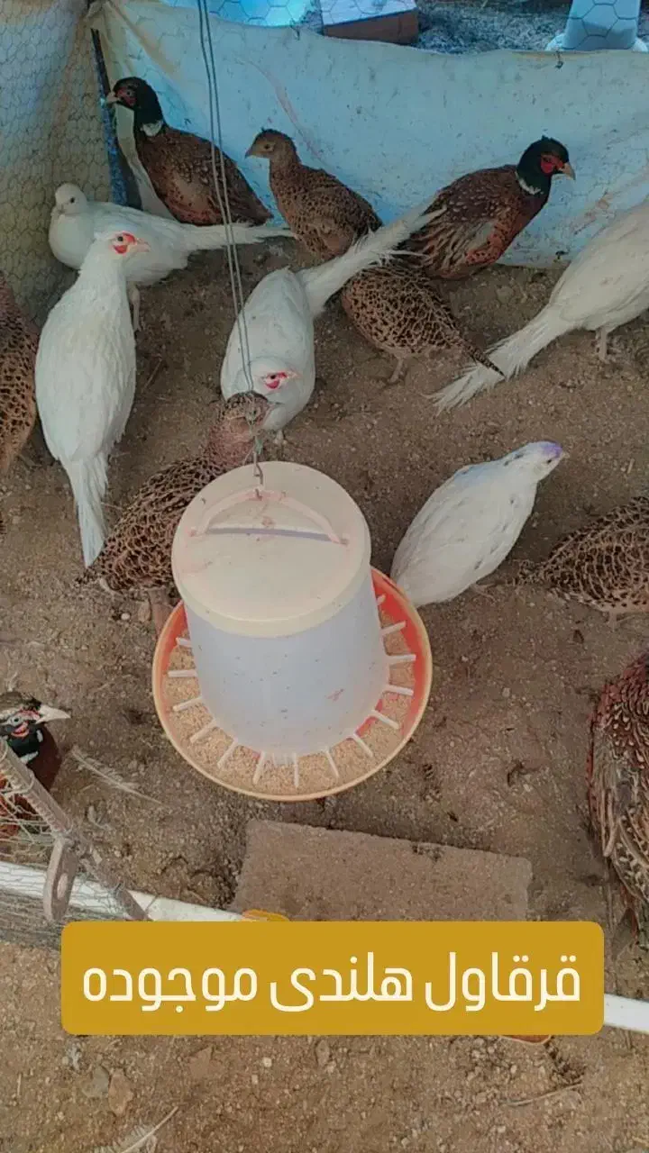 خروسک|حیوانات مزرعه|گالیکش, |دیوار