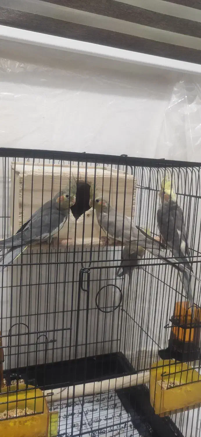 عروس هلندی نر و ماده عروسک|پرنده|رشت, باهنر|دیوار