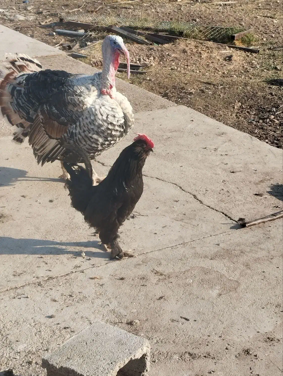 بوقلمون نر و ماده|حیوانات مزرعه|بهبهان, |دیوار