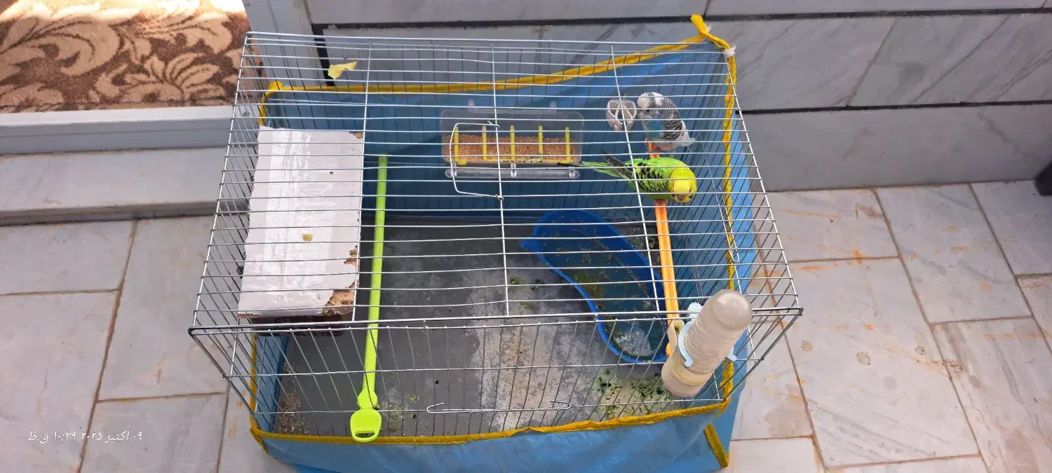 مرغ عشق در شهر دستنا|پرنده|کیار, |دیوار