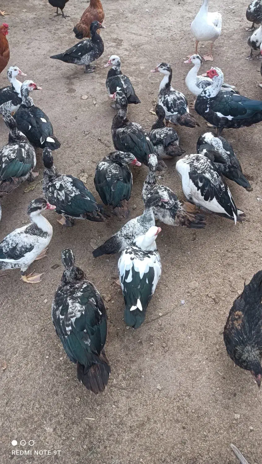 ۲۰ عدد اردک اسراییلی  سالم وسرحال بفروش میرسد|حیوانات مزرعه|رودسر, |دیوار